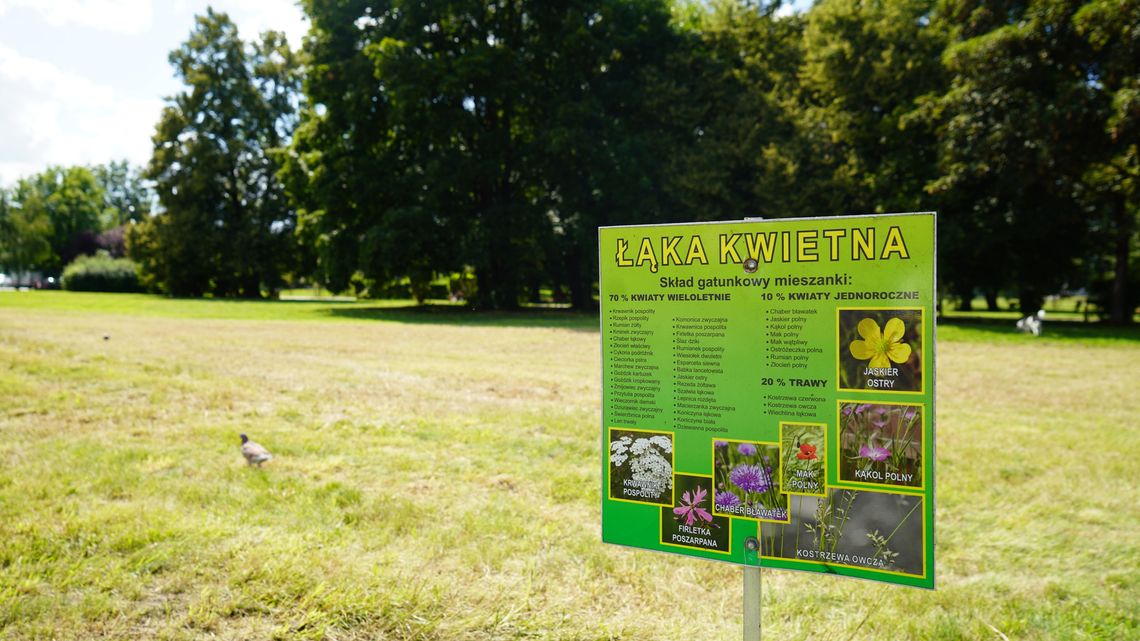 Zniknęła kolorowa łąka na Floriańskiej. Czy mieszkańcy Chorzowa mają powody do zmartwień? Zniknęła kolorowa łąka na Floriańskiej. Czy mieszkańcy Chorzowa mają powody do zmartwień?