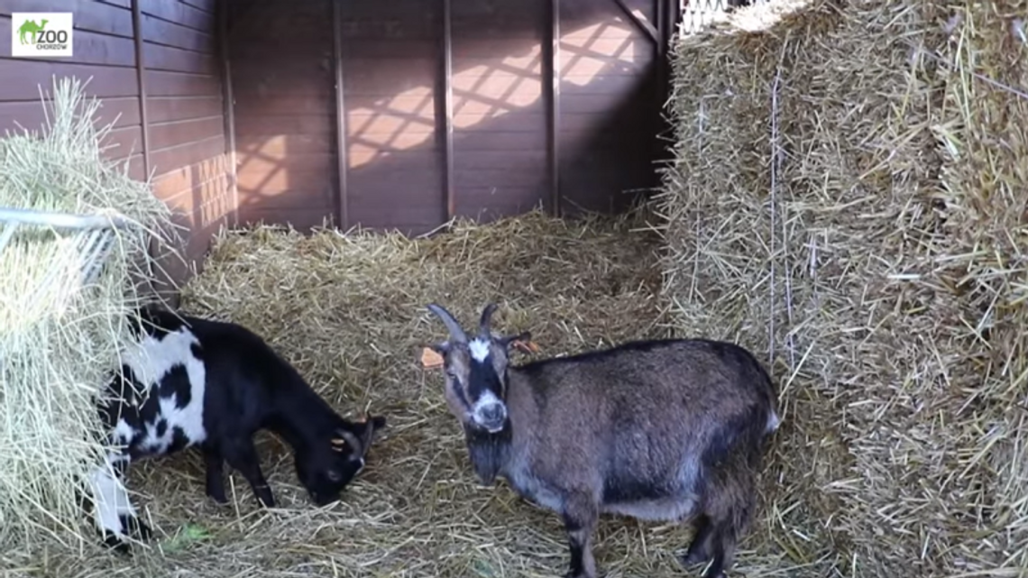 Zobaczcie jak wygląda żywa szopka w Śląskim ZOO [WIDEO]