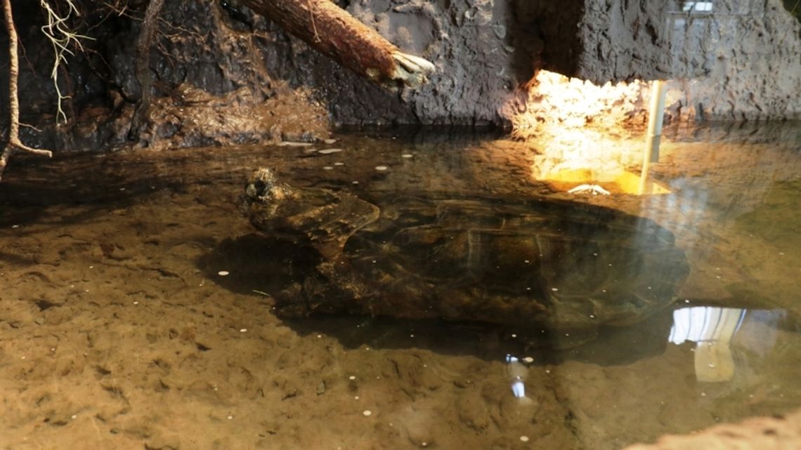 Żółw ze Śląskiego zoo ma przebudowane i zmodernizowane terrarium Żółw ze Śląskiego zoo ma przebudowane i zmodernizowane terrarium