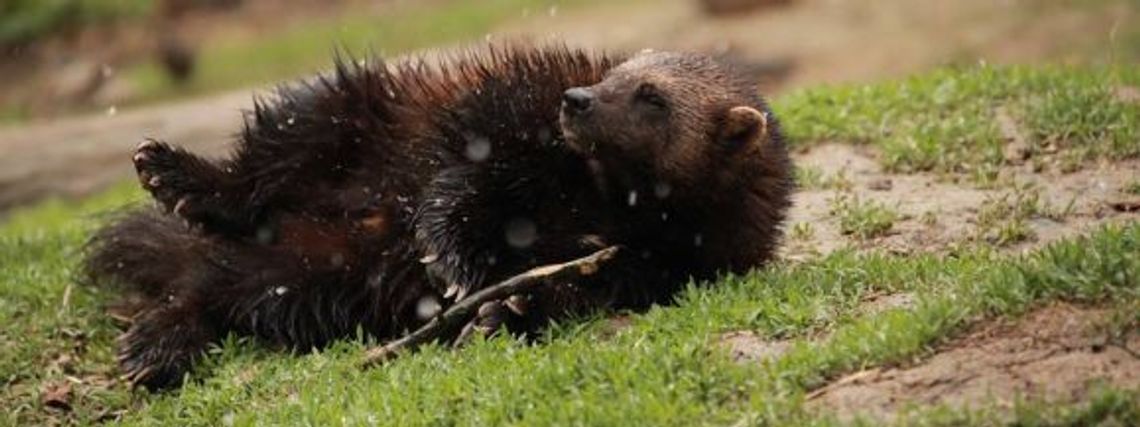 Zoo ma nową lokatorkę