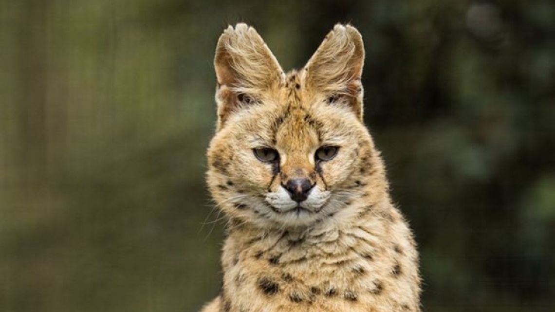 Zoo ma nowego mieszkańca Zoo ma nowego mieszkańca