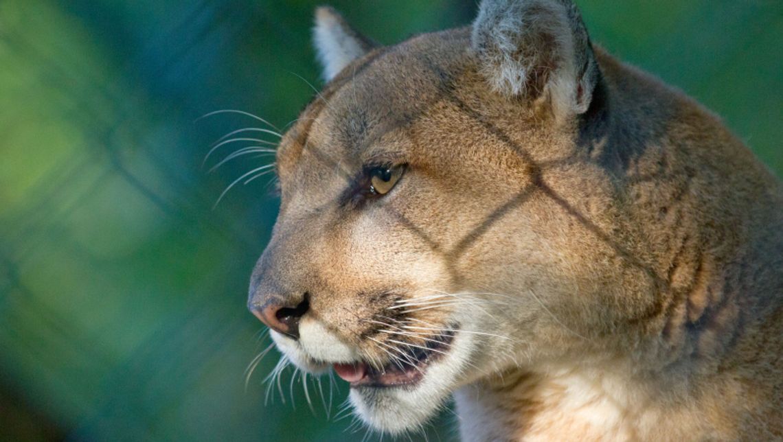 Zoo potwierdza informacje o przekazaniu pumy Zoo potwierdza informacje o przekazaniu pumy