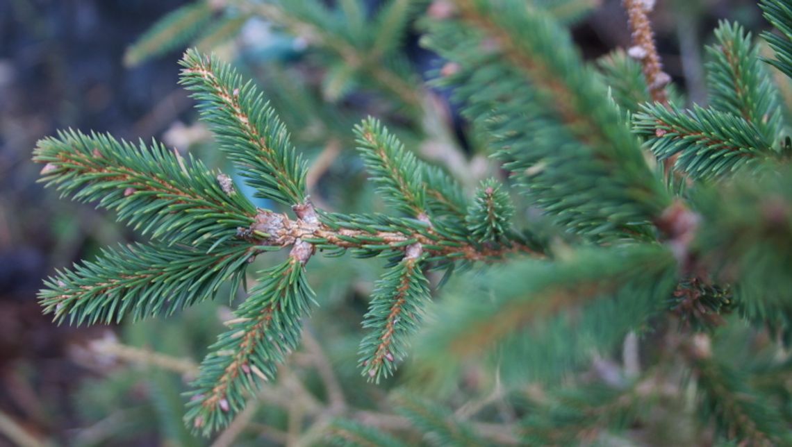 Zoo ws. choinek: "nie możemy ich przyjąć"