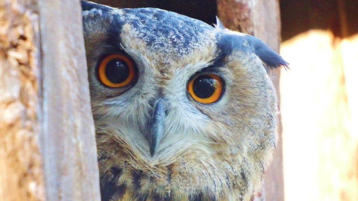 Zoo zaprasza na nocne zwiedzanie