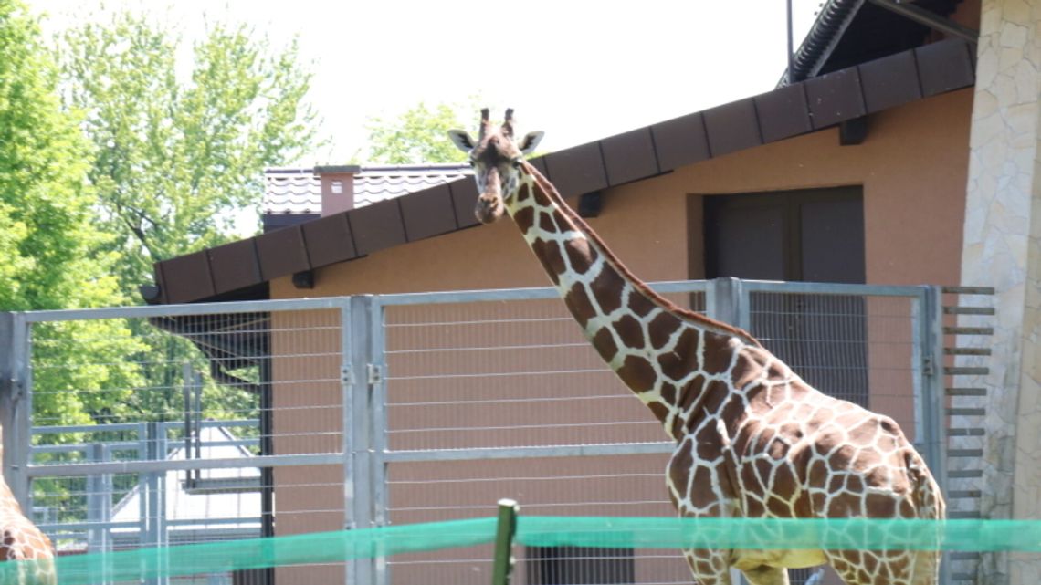 Żyrafa maskotką World Athletics Relays Żyrafa maskotką World Athletics Relays