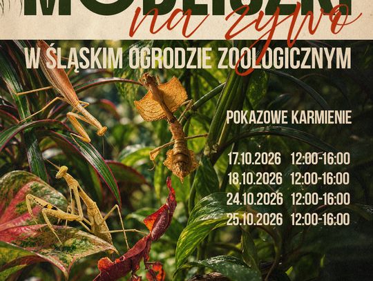Żywe modliszki – wystawa w Śląskim Zoo