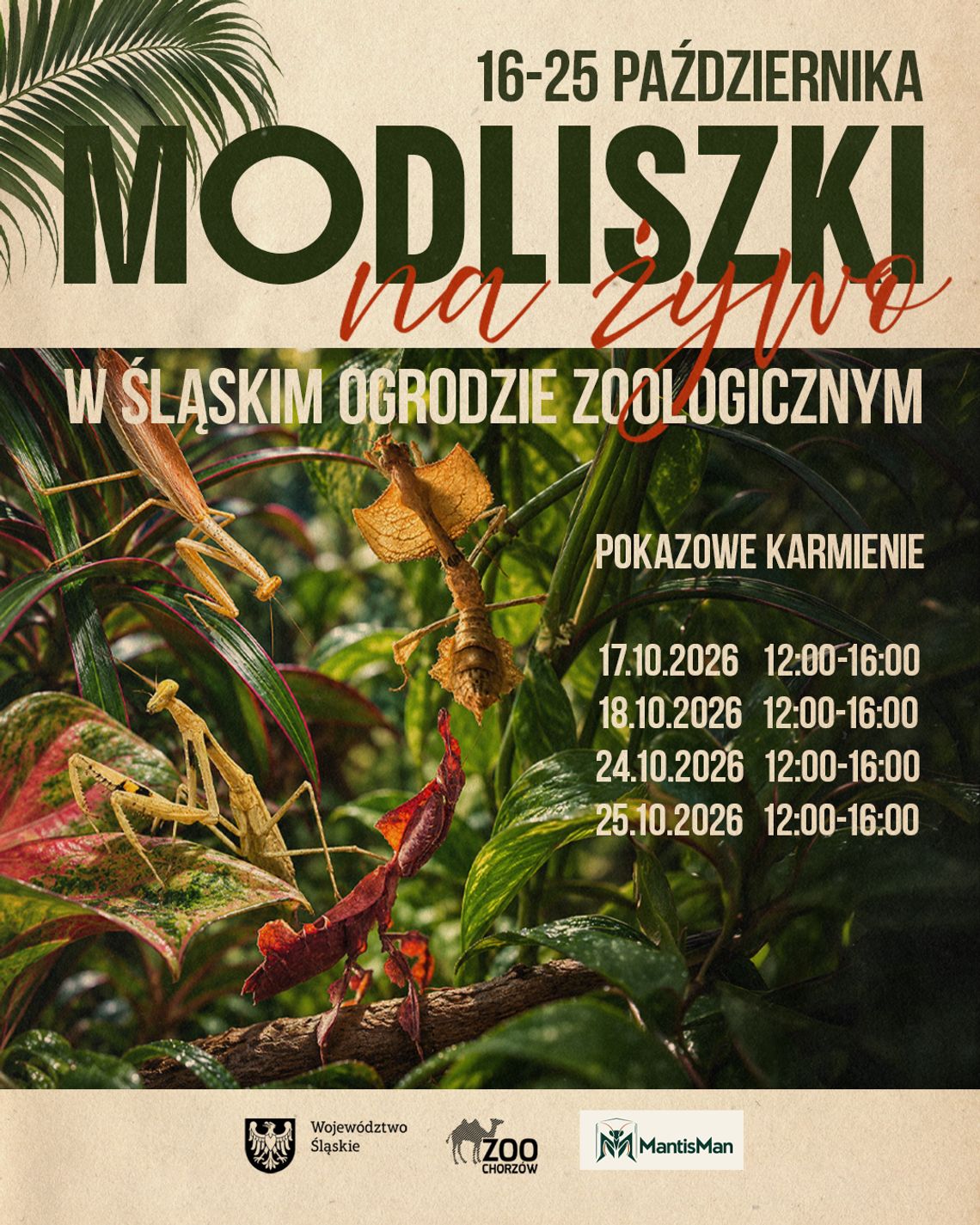 Żywe modliszki – wystawa w Śląskim Zoo Żywe modliszki – wystawa w Śląskim Zoo