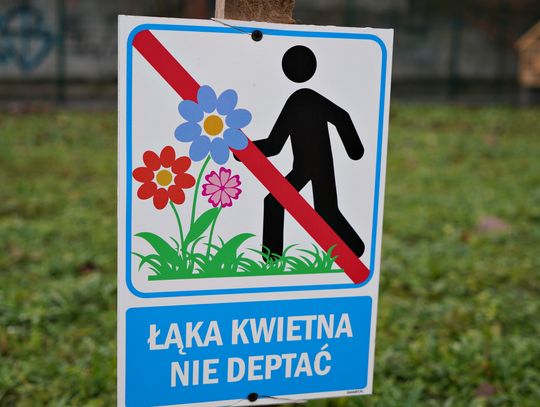"Kwiatowy all inclusive dla owadów" w SP 12