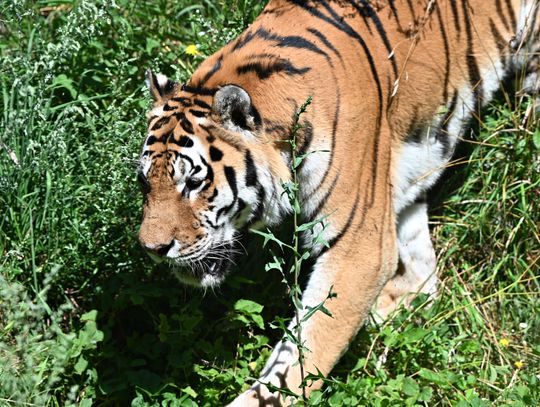 Dzień Tygrysa w śląskim zoo